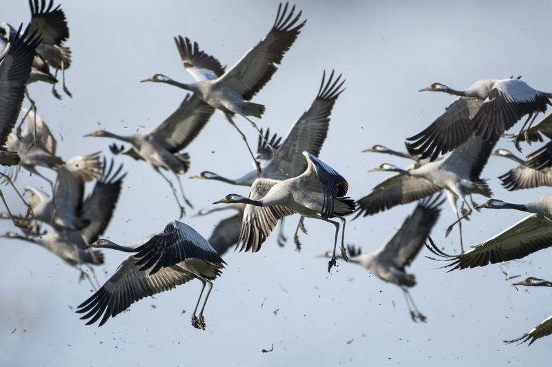 For more wildlife photos, follow the Instagram profile @divlja_srbija фото превью