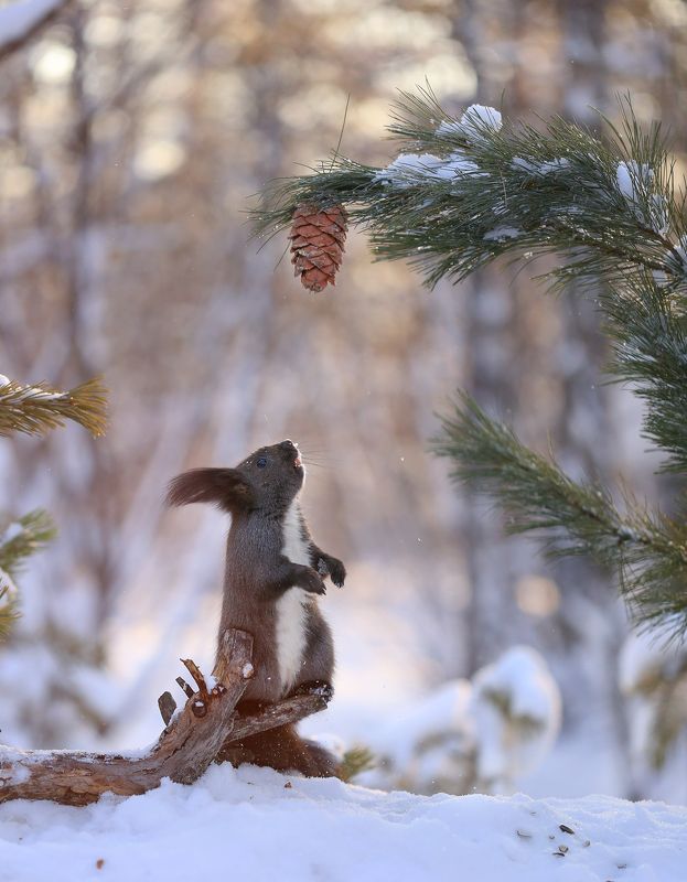 нерюнгри, белка, якутия, дикие_животные, гаичка, поползень, евгениялевина, бурундукиибелкилевиной, женялевина Чьи в лесу шишки? фото превью