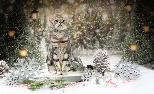 Котики к Праздникам! Всех С Наступающим Новым Годом!