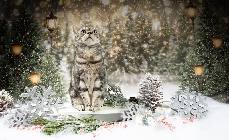 сat, кошка, животные, кошки,  новый год, американский короткошерстный кот, american shorthair cat, матильда, ragdoll cat Котики к Праздникам! Всех С Наступающим Новым Годом! фото превью