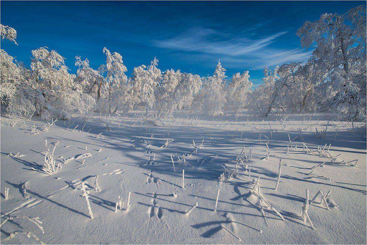Береза, Ель, Зима., Изморозь, Мороз, Уреньга, Хребет уреньга ., Южный Урал., Кутыгин Эдуард