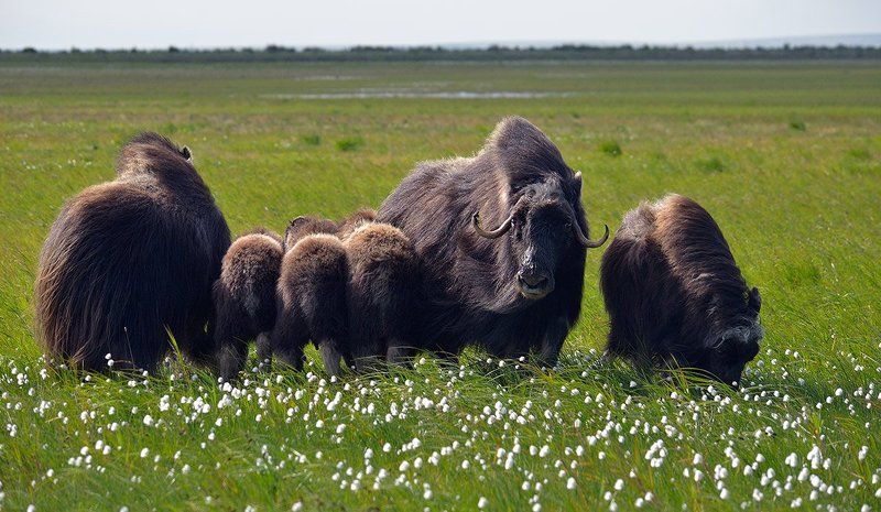 Овцебыки фото превью