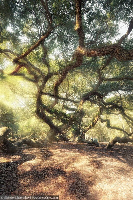 #AngelOakTree, #forest, #landscape, #SouthCarolina, #USA, #пейзаж, #США Magic Forest фото превью
