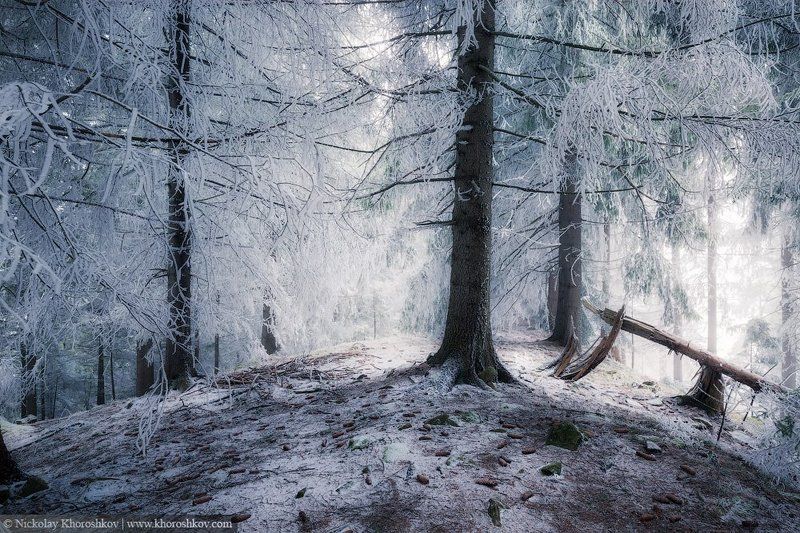 #Carpathian, #forest, #Ukraine, #Карпаты, #лес, #Украина Зимняя сказка фото превью