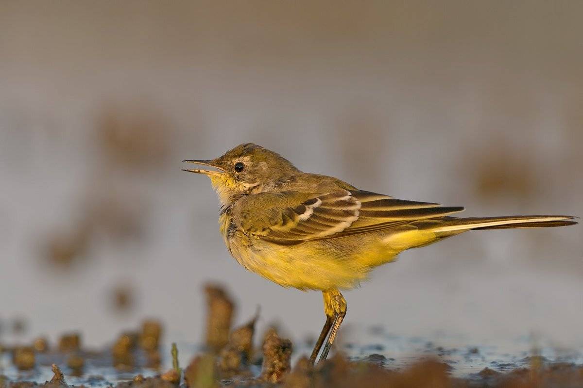 Motacilla flava, Желтая трясогузка, Жълта стърчиопашка, Евгени Стефанов