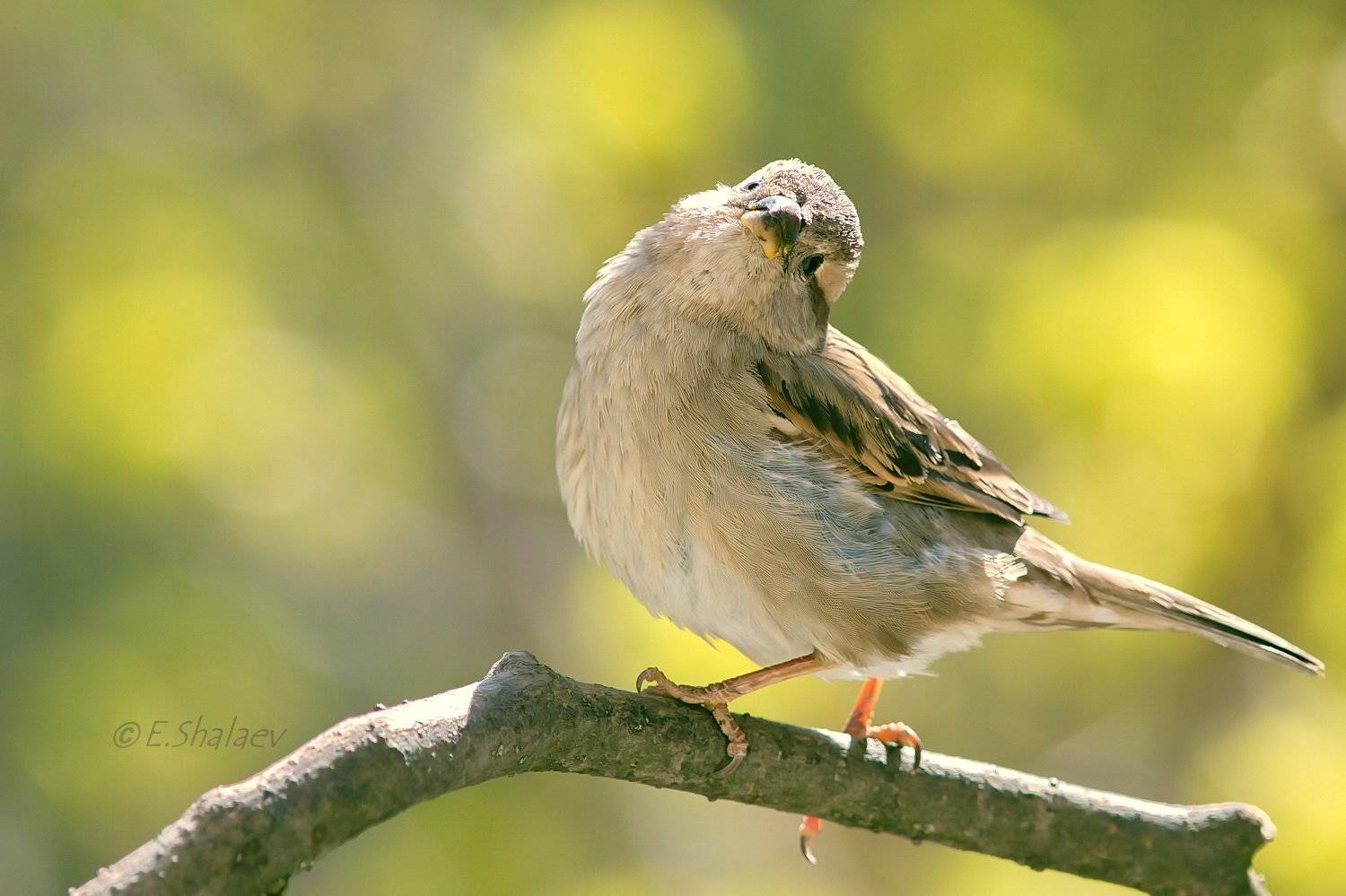 Birds, Passer domesticus, Воробей, Домовый воробей, Птица, Птицы, Фотоохота, Евгений