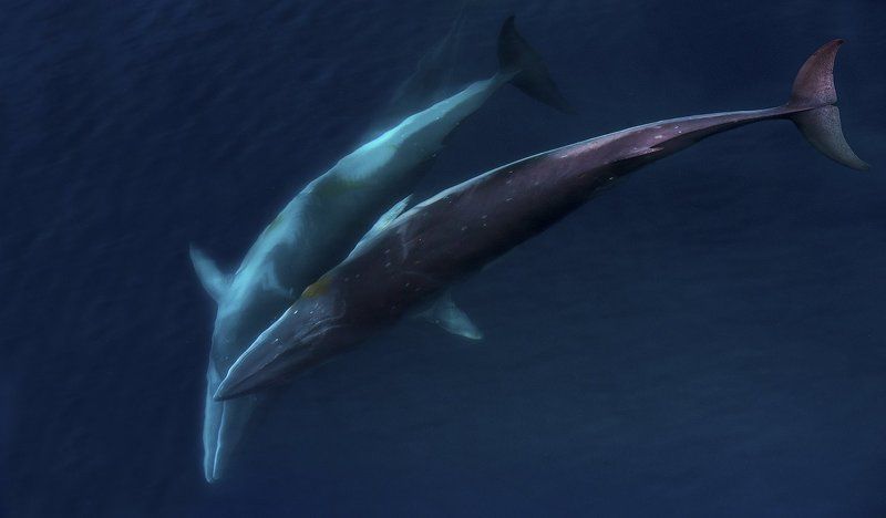 антарктика Танцы втроем фото превью