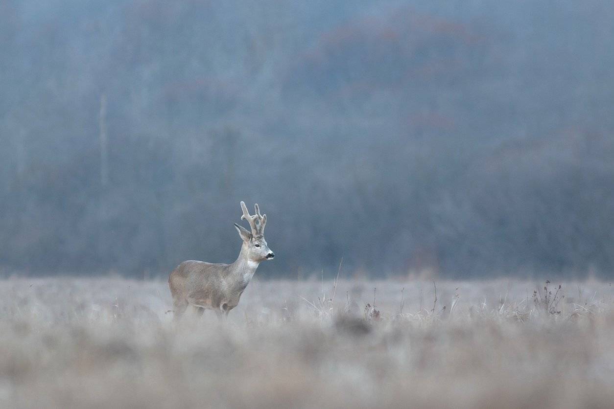 , Вилюнов Дмитрий