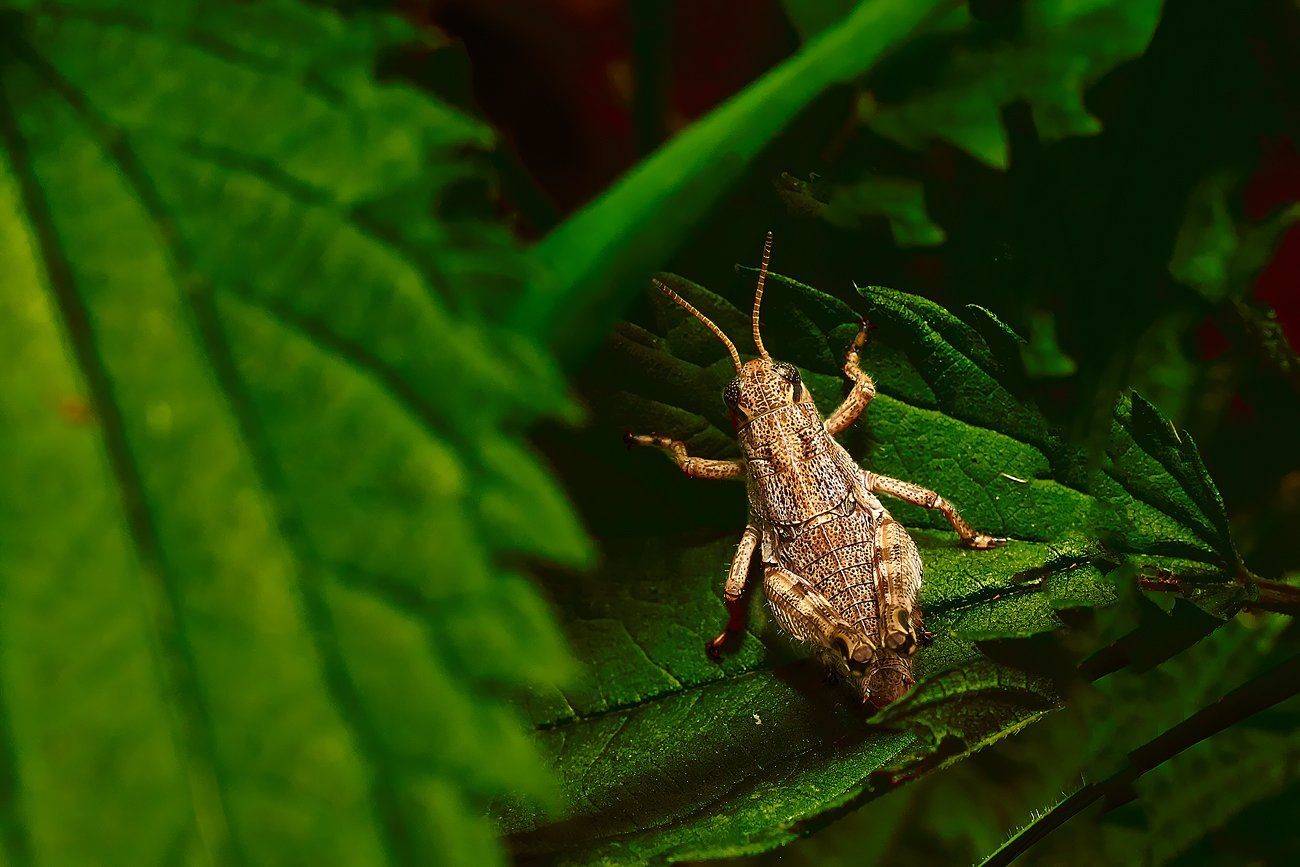 Качурин алексей, Кузнец, Макро, Оренбургская область, Орск, Качурин Алексей