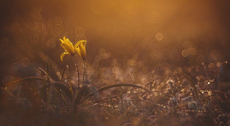 ...солнечные... фото превью