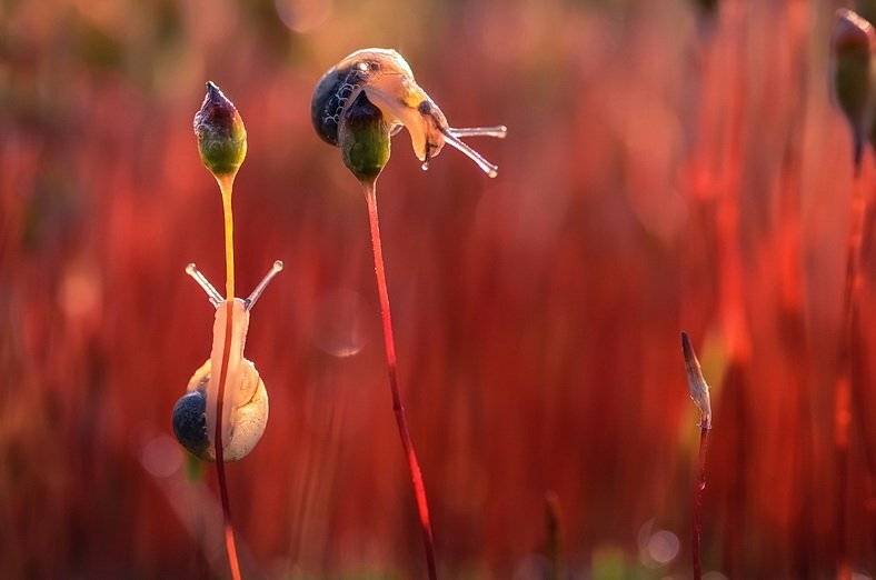 , Вячеслав Мищенко