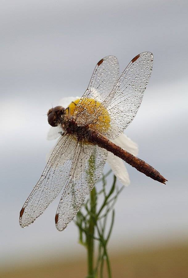 , Сергей Таланов