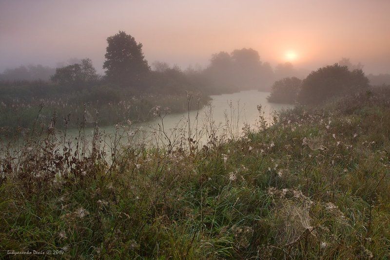 2014, россия, калужская область, деревья, огубь, осень, паутина, пейзаж, река, солнце, трава, туман, утро *** фото превью