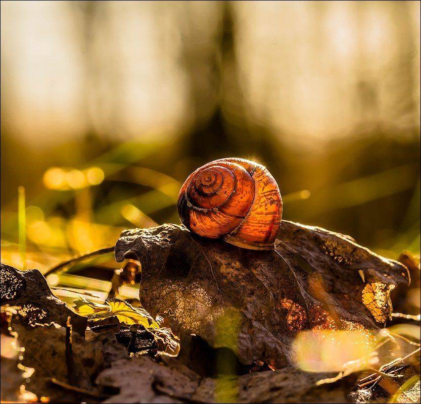 , Бурлов Андрей