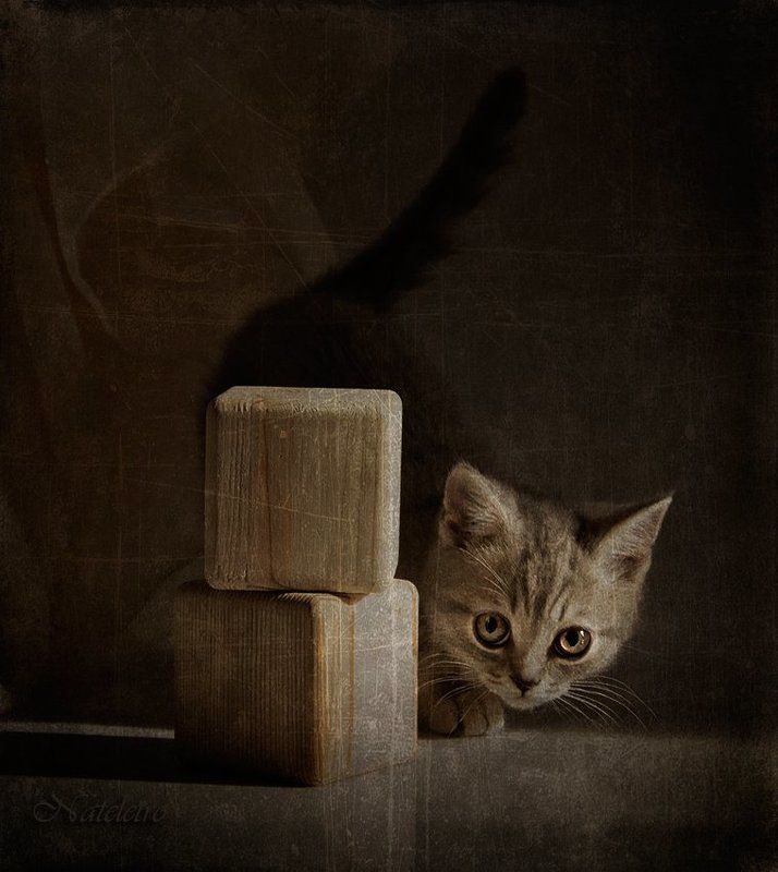 натюркотики игрушки кубики котёнок кошка игра ~***~ фото превью