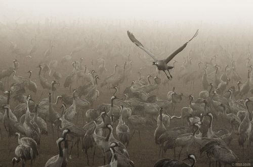 Журавушки в  Тумане ...