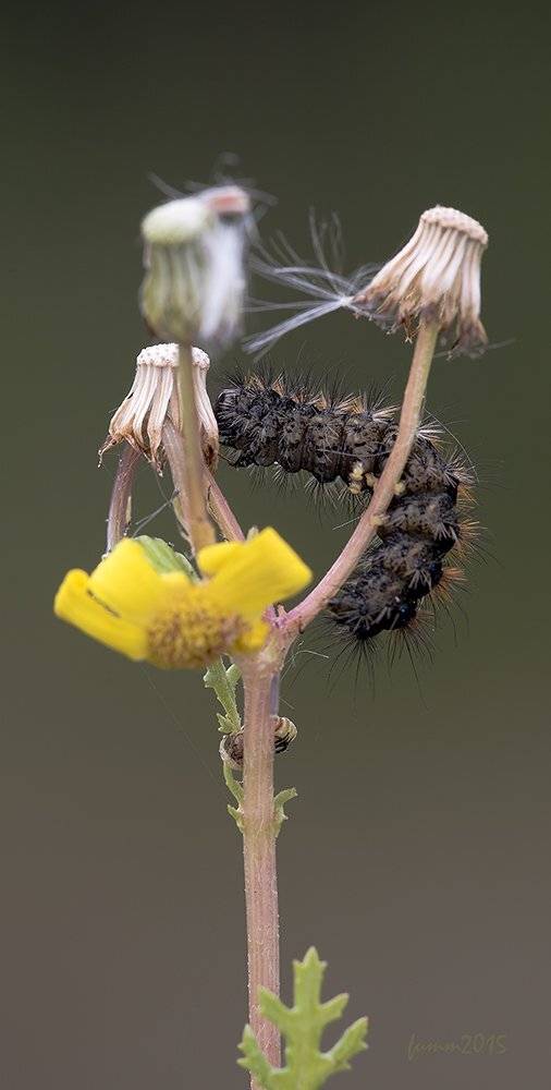 , Игорь ФУММ