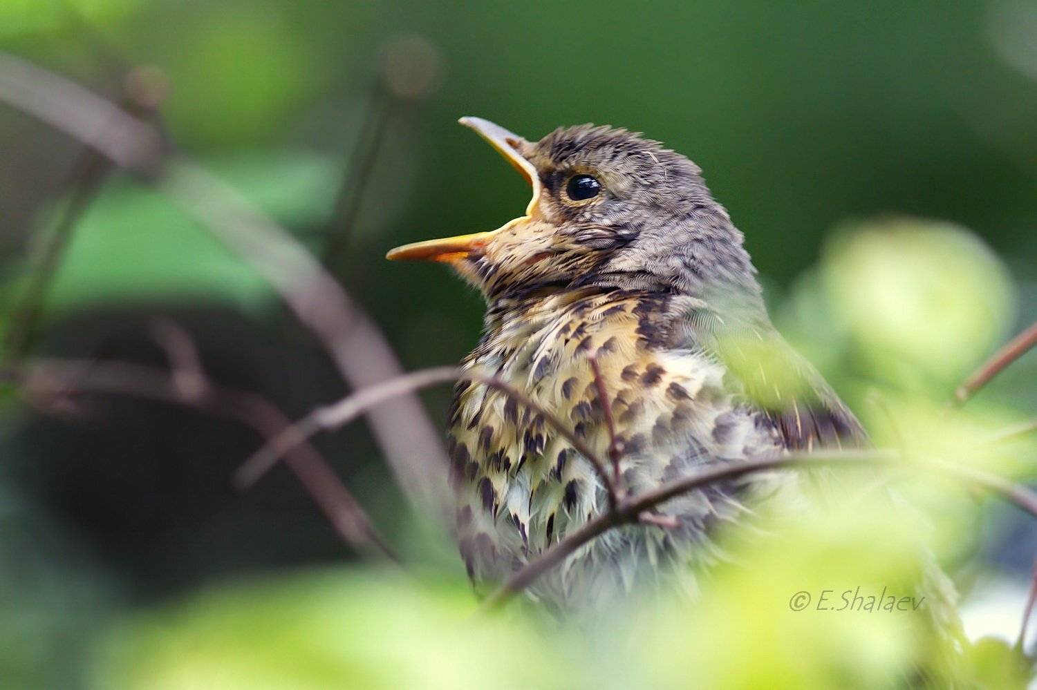 Birds, Fieldfare, Turdus pilaris, Дрозд, Дрозд рябинник, Птица, Птицы, Фотоохота, Евгений