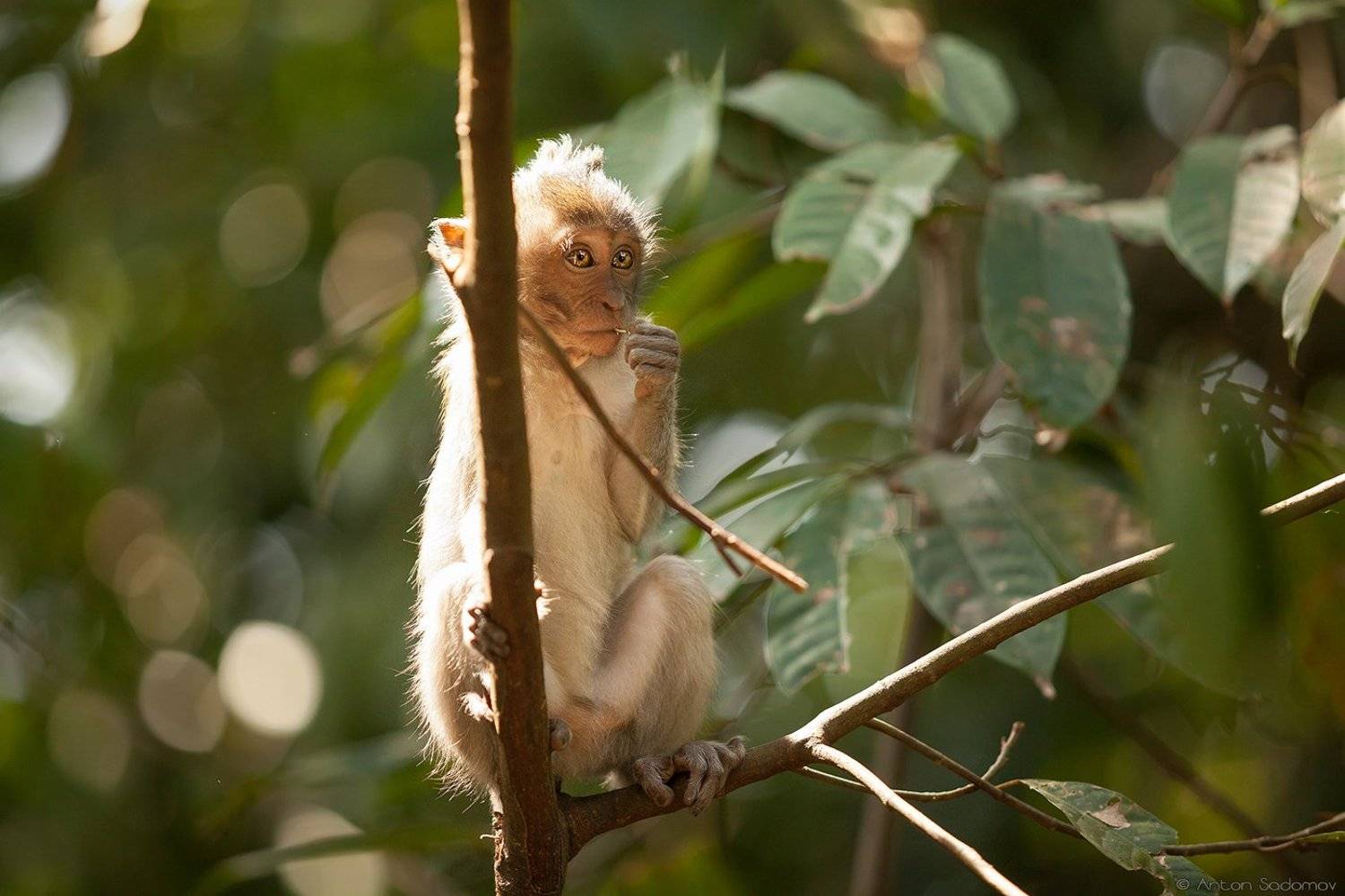 , Антон Садомов