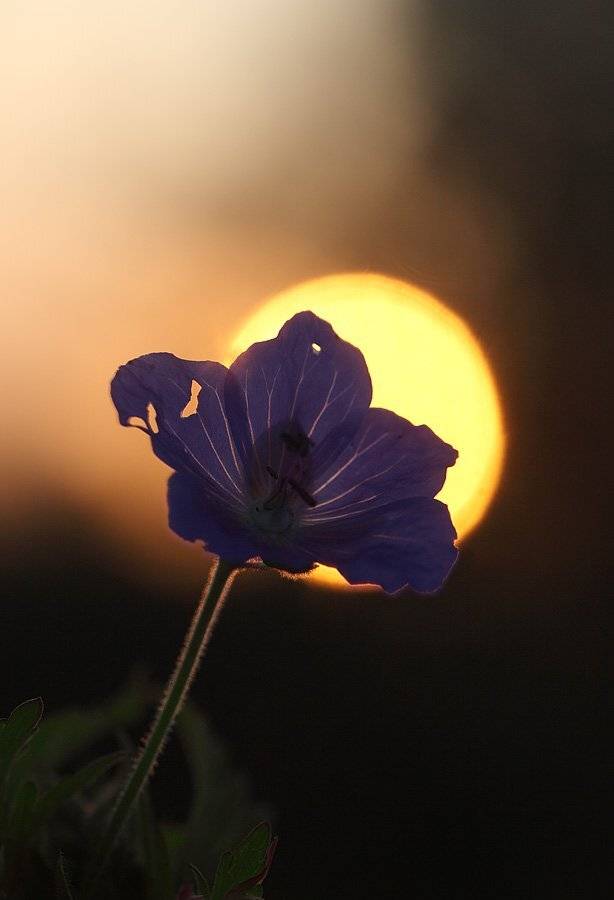 , Сергей Таланов