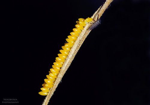 Немного о божьих коровках )