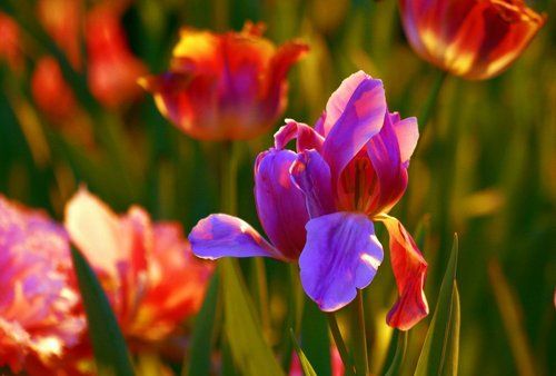 Скоро Весна