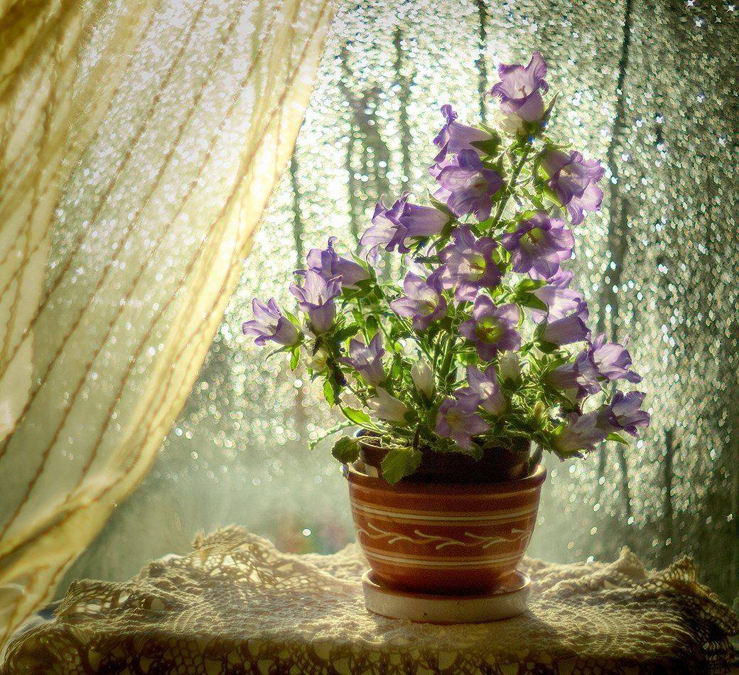 , Марина Брыдня