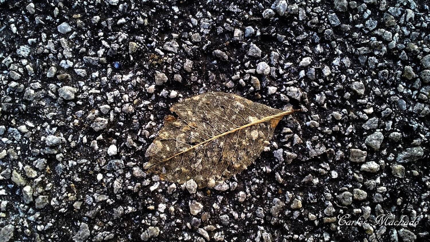 Macro, Nature, Street, Urban, , Carlos Machado