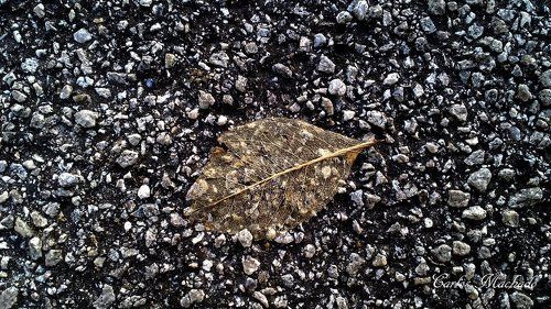Leaf in Gravel
