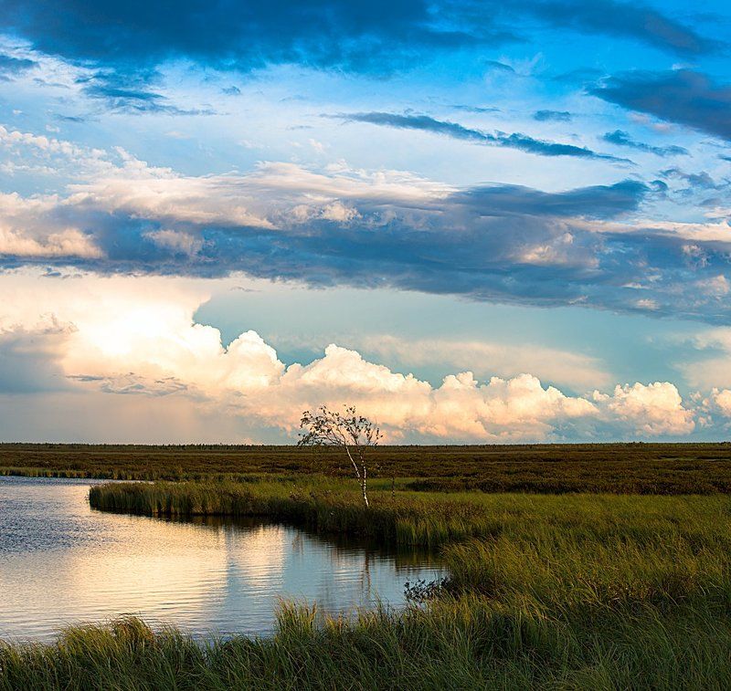 Дерево, Дождь, Закат, Небо, Облака, Тундра, Янао После грозы! фото превью