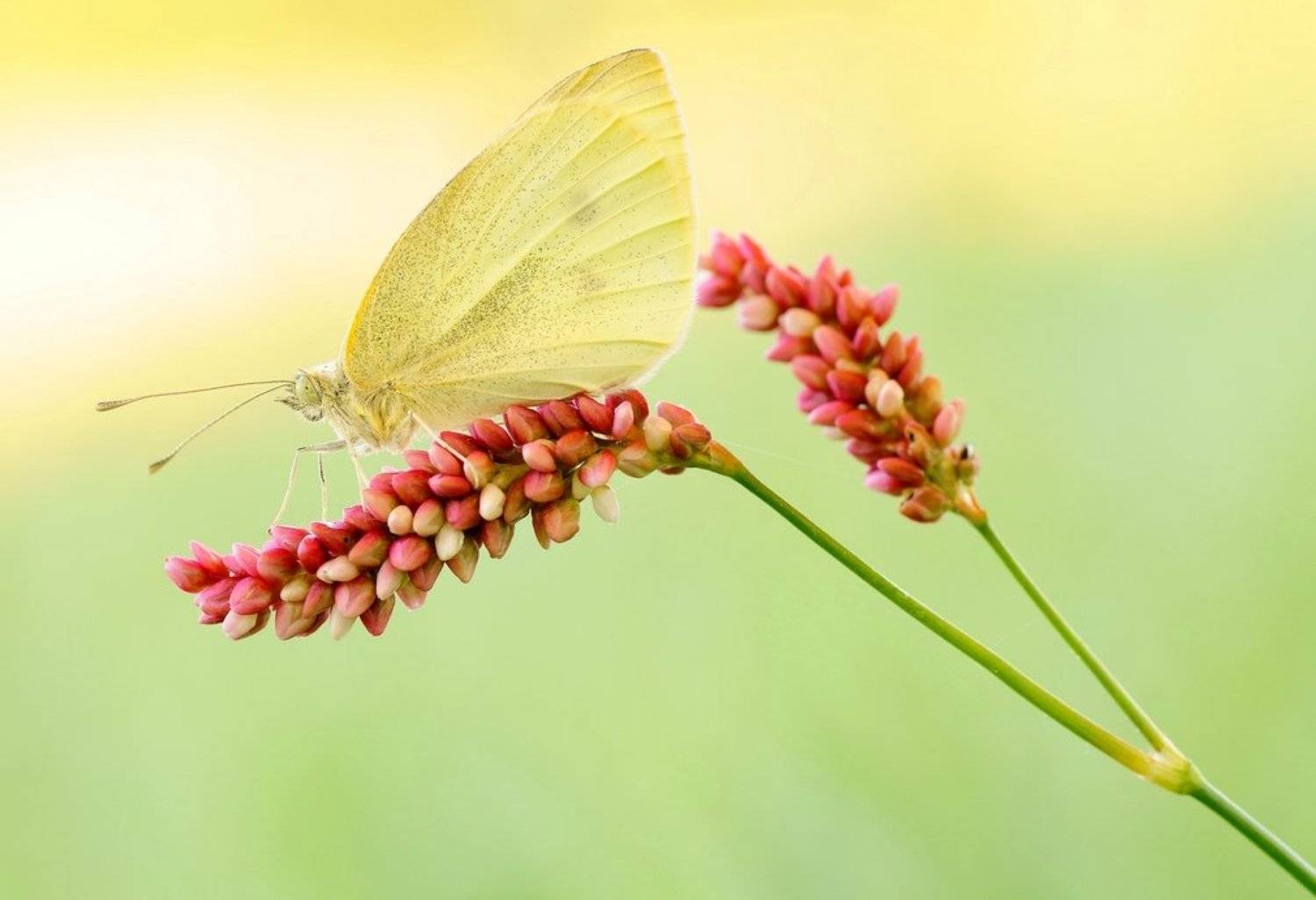 , Zbyszek  Walkiewicz