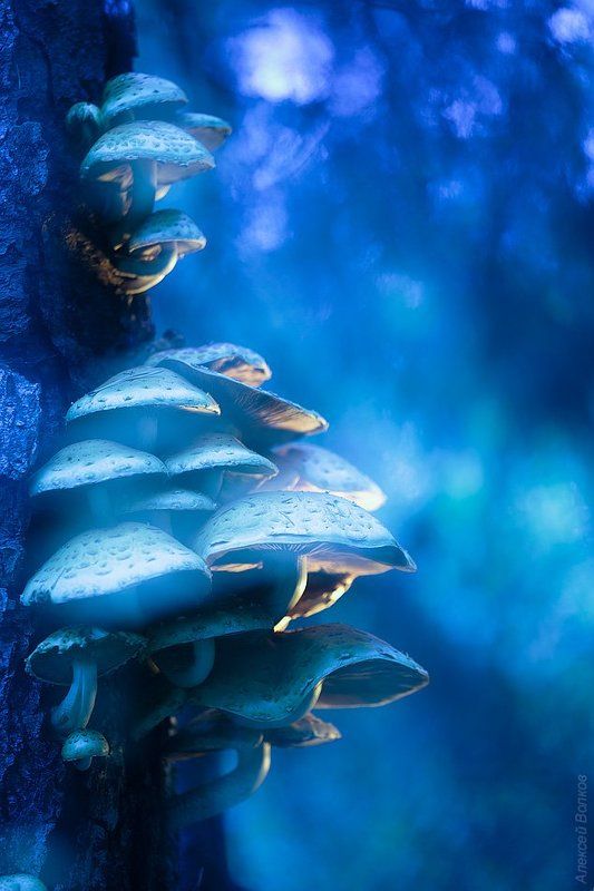 грибы чешуйчатки  Dreamworld фото превью