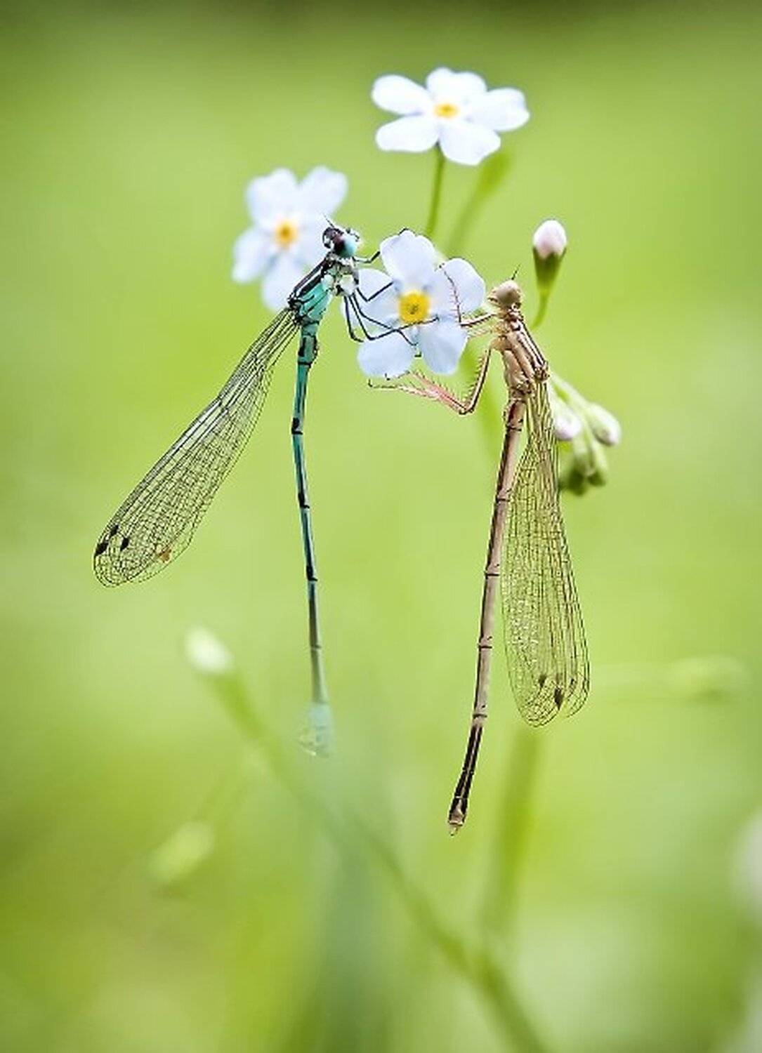 Макро, Макро красота, Макро мир, Александр Чорный