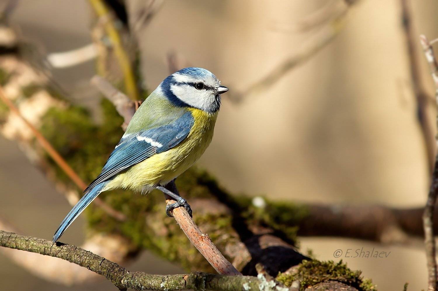 Birds, Cyanistes caeruleus, Eurasian Blue Tit, Лазоревка, Птица, Птицы, Фотоохота, Евгений