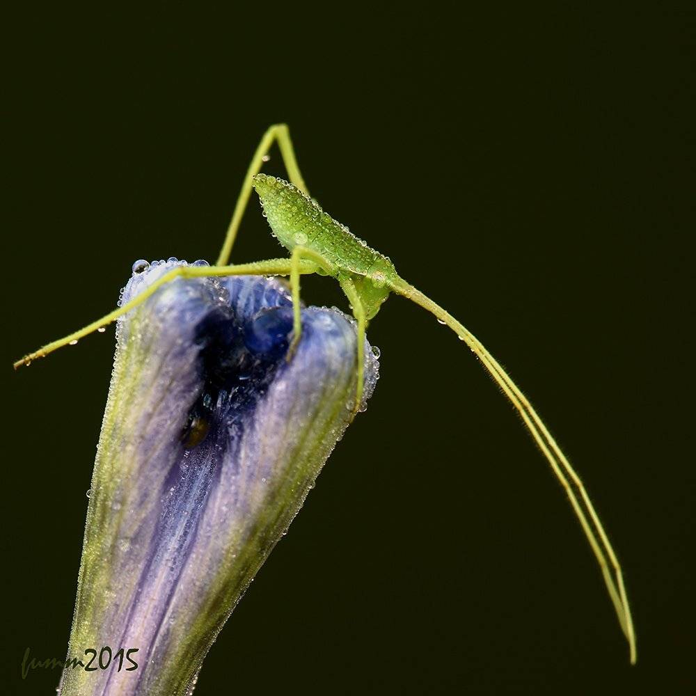 , Игорь ФУММ