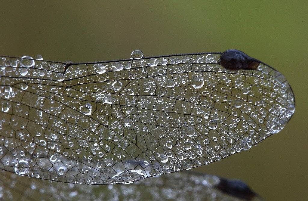 , Сергей Таланов