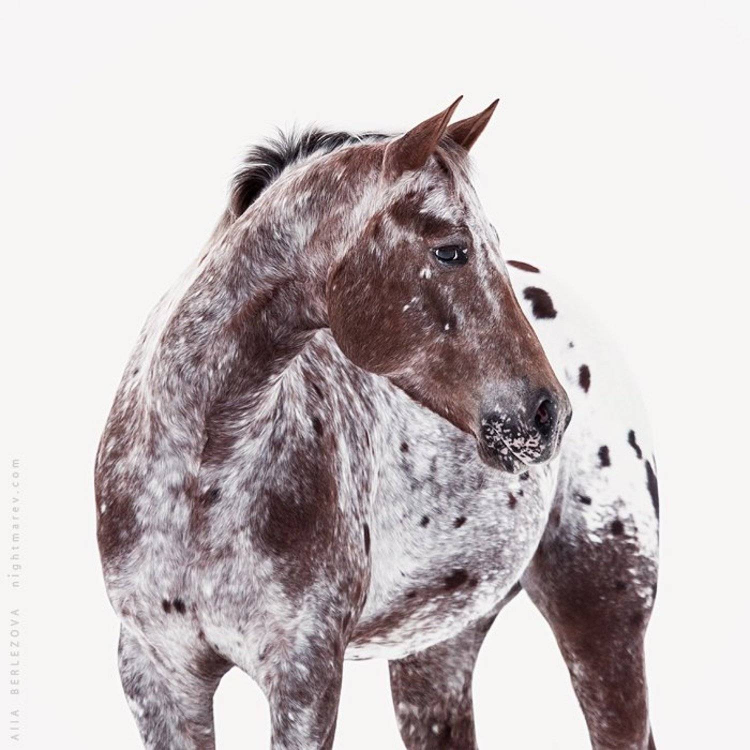 Appaloosa, Horse, Spot, Western, Alla