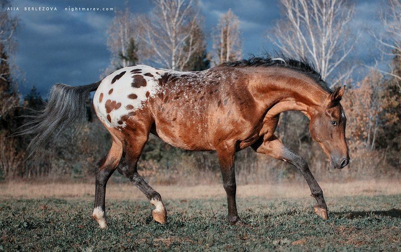 Blue, Forest, Horse, Knabstrup, Sky, Spot Heartbreaker фото превью