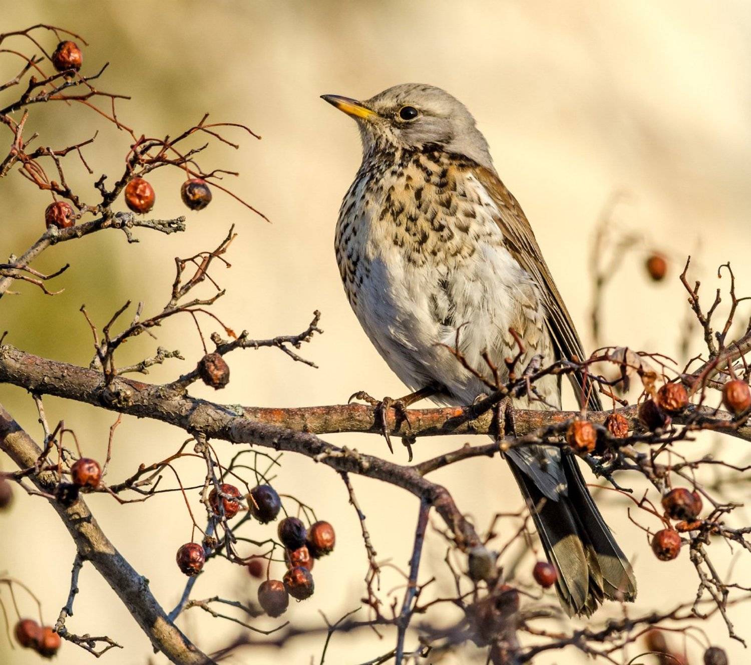 , алексей овчинников