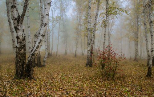 Утро в березовом лесу