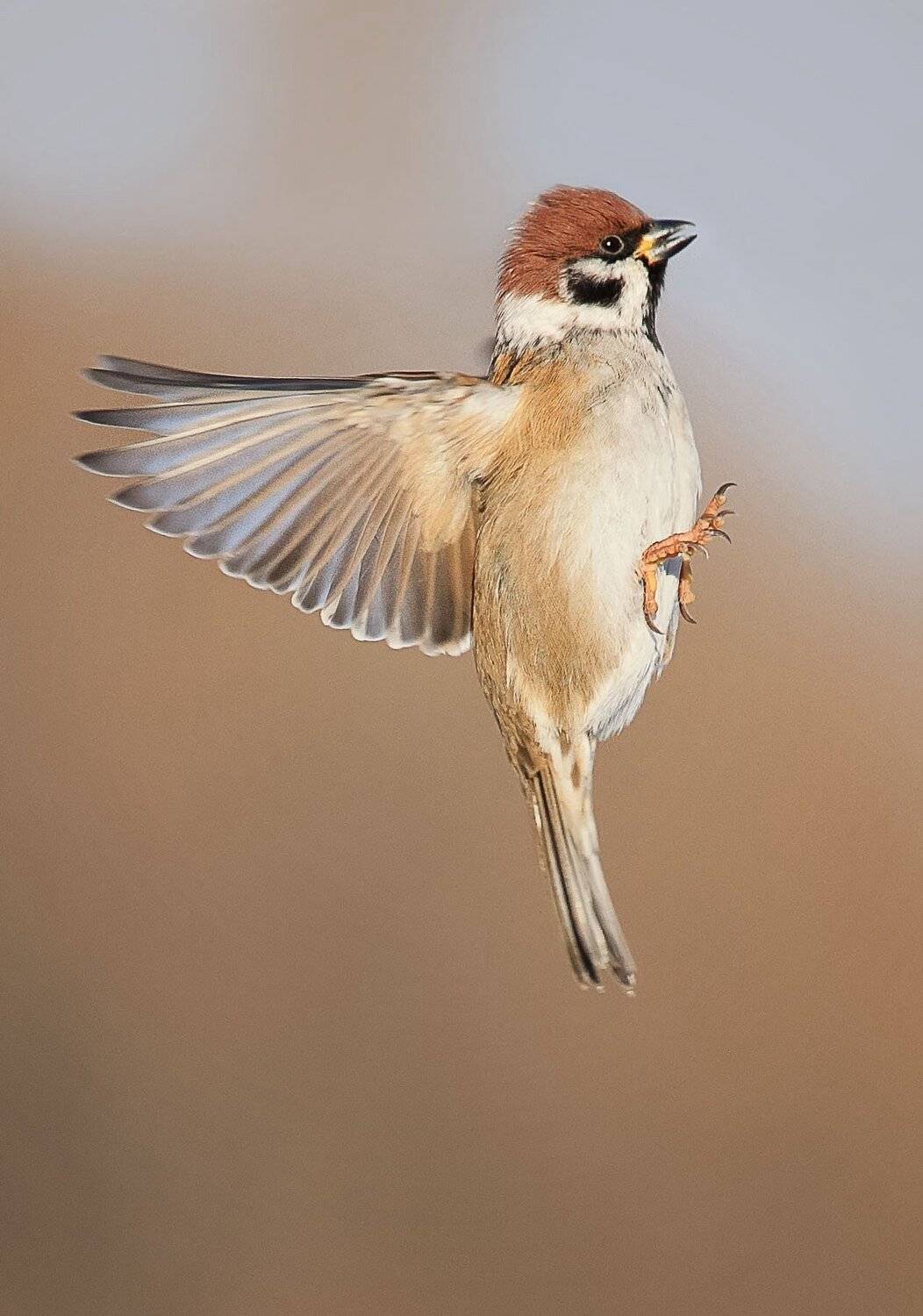 Воробей, Наталья