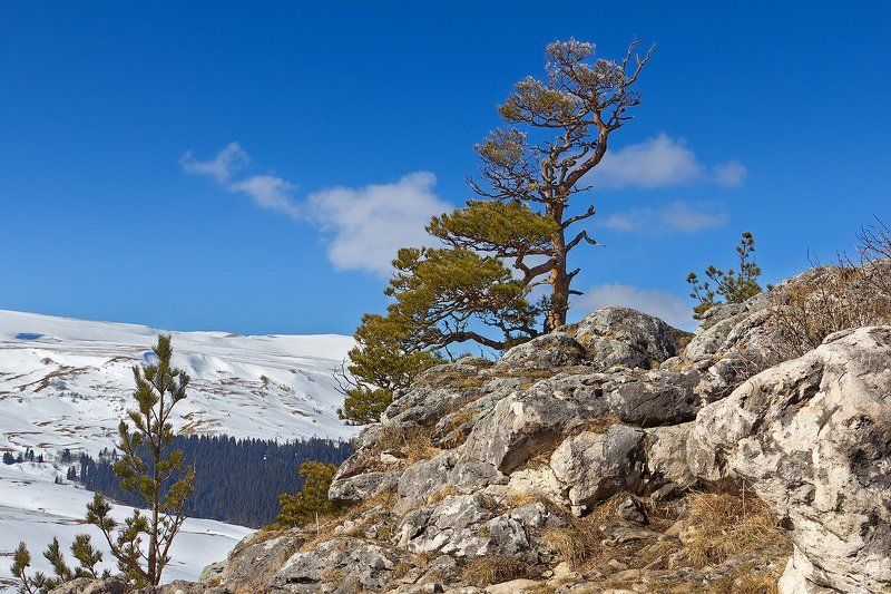 Одинокий страж фото превью