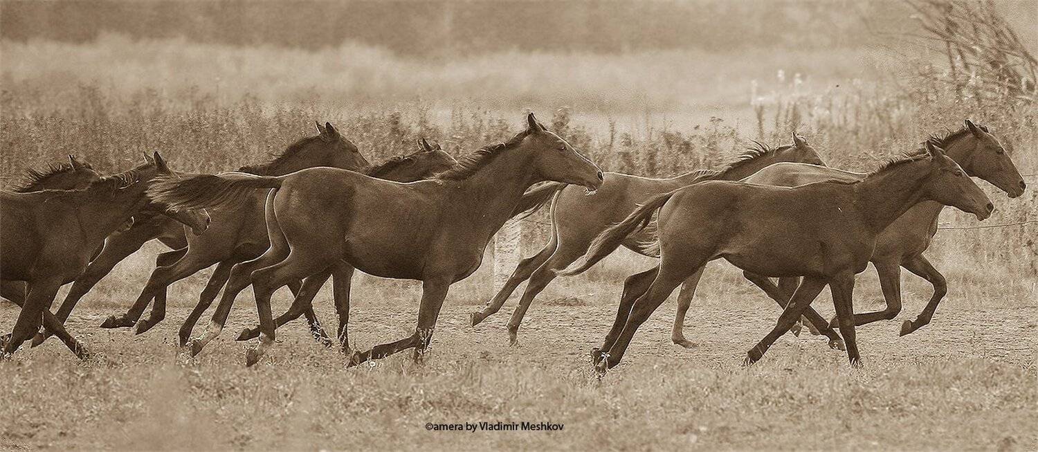 , &copy; =Vladimir Meshkov=