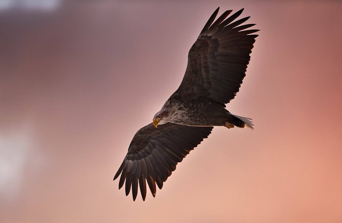 RED SKY, KIM SUK EUN