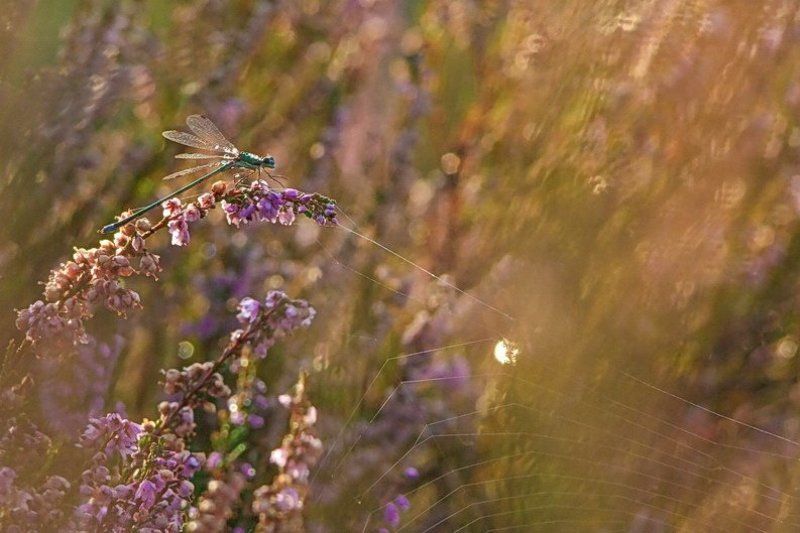 вереск, насекомые, паутина, стрекоза, труженица, цветы Труженица. Пряжу прядет. фото превью