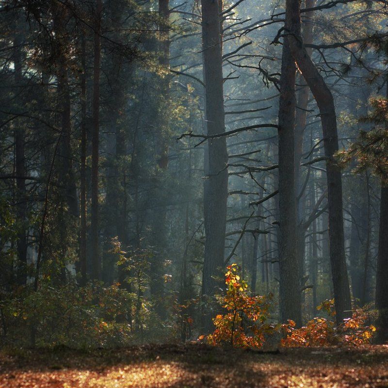 Вилейщина, Лес Утро в осеннем лесу фото превью