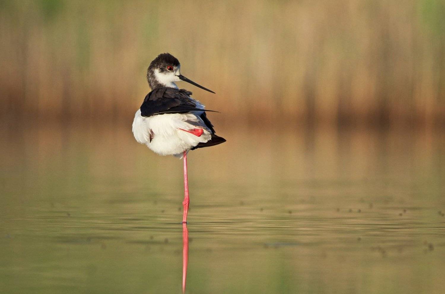 black-winged stilt, himantopus himantopus, кокилобегач, ходулочник, Евгени Стефанов
