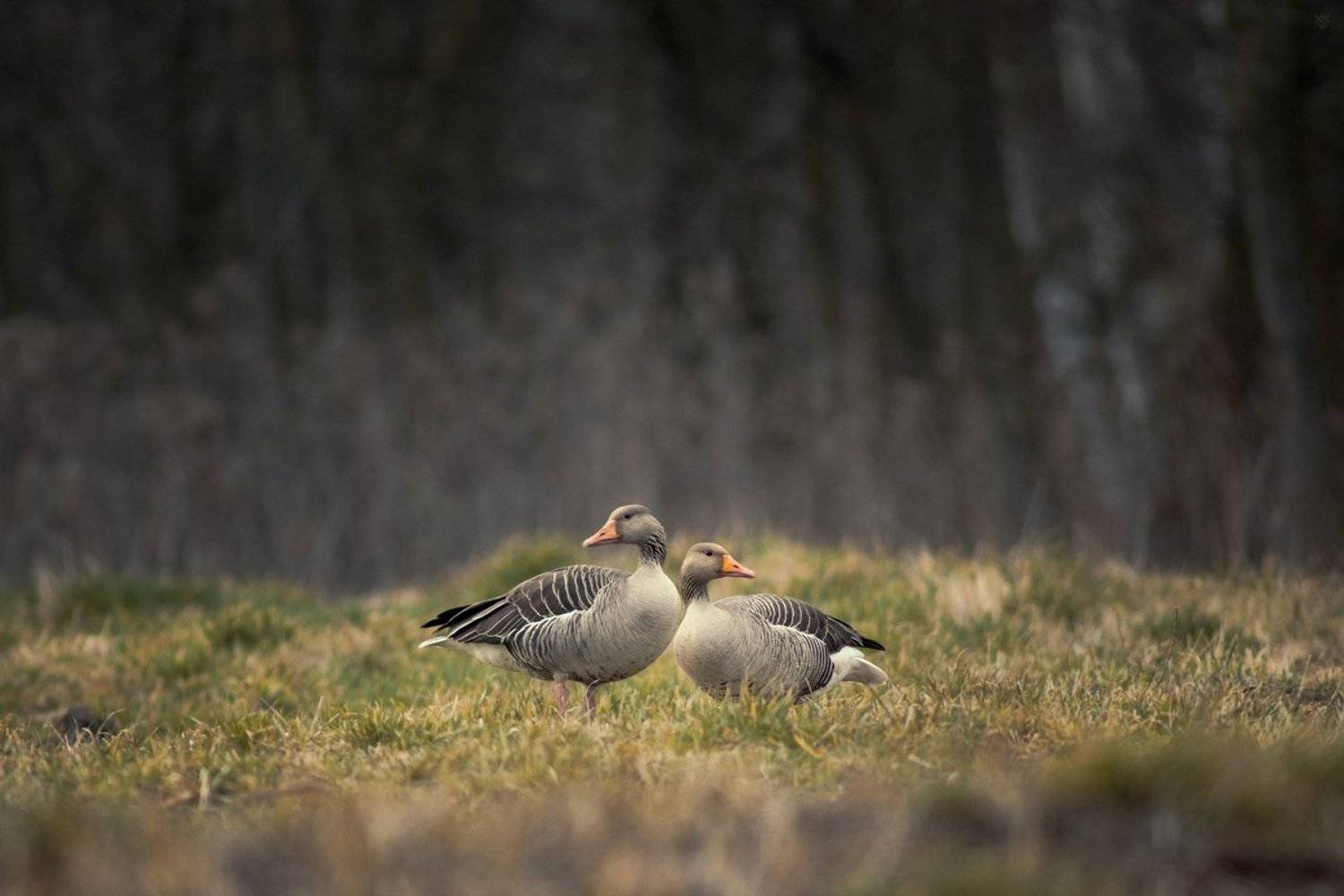 Anser anser, Birds, Goose, Greylag, Wildlife, Wojciech Grzanka