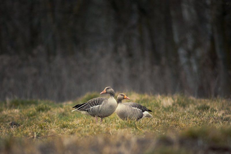 Mr. Grey and Mrs. Lag фото превью