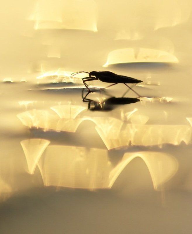 Золотая вода фото превью